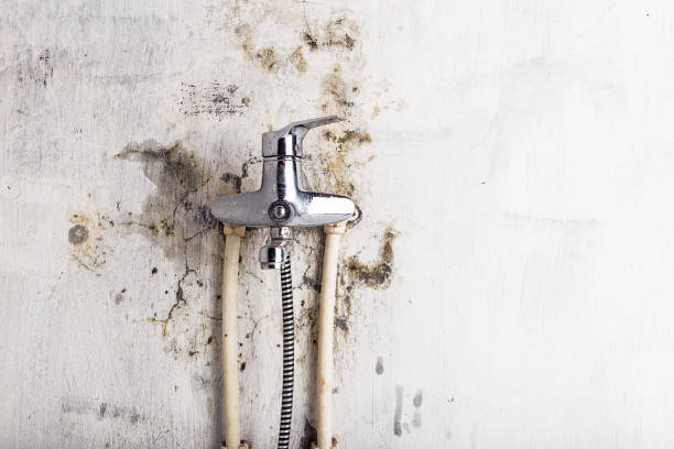 Best Local Mold Removal Service  in Hampstead, NC