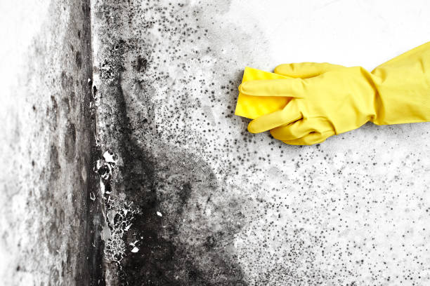 Best Residential Mold Removal  in Hampstead, NC