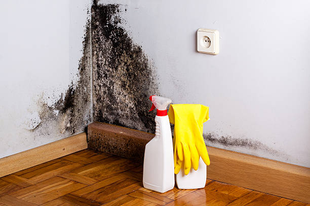 Best Affordable Mold Removal  in Hampstead, NC