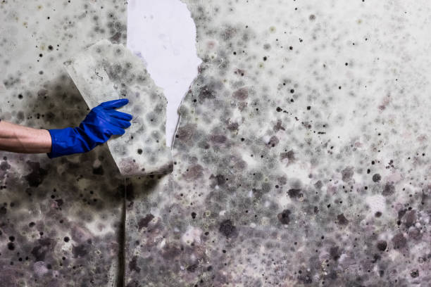 Professional Mold Removal in Hampstead, NC