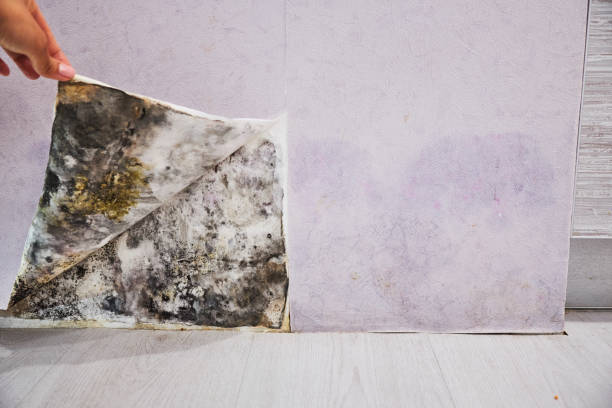 Best Mold Remediation  in Hampstead, NC
